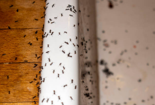 Best Pest Control for Businesses  in Bassett, VA
