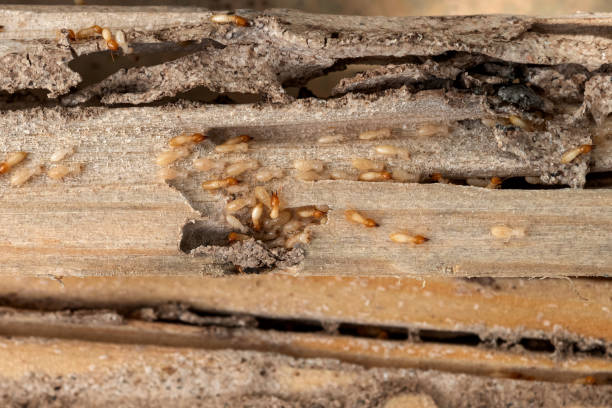 Wildlife Control Services in Bassett, VA